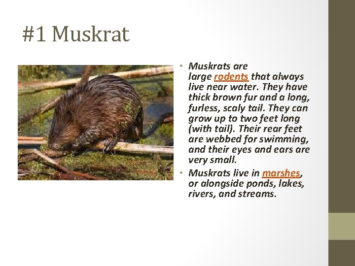 #1 Muskrat • Muskrats are large rodents that always live near water. They have