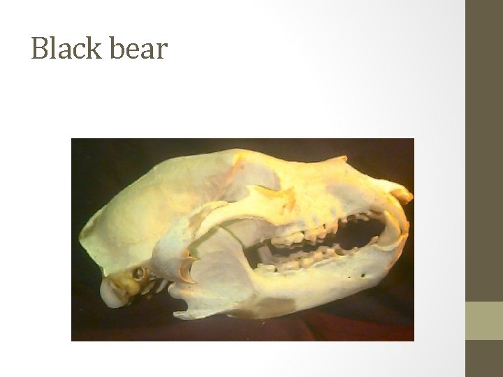 Black bear 