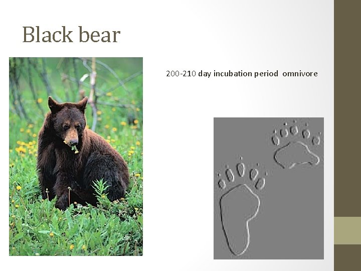 Black bear 200 -210 day incubation period omnivore 