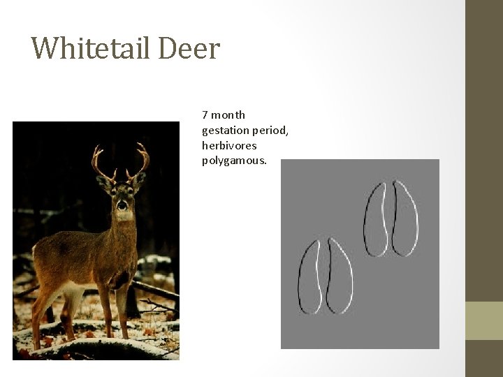 Whitetail Deer 7 month gestation period, herbivores polygamous. 