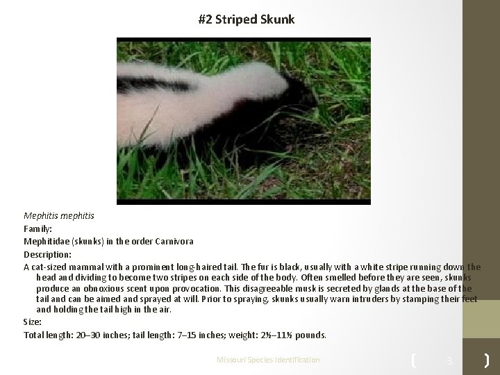 #2 Striped Skunk Mephitis mephitis Family: Mephitidae (skunks) in the order Carnivora Description: A