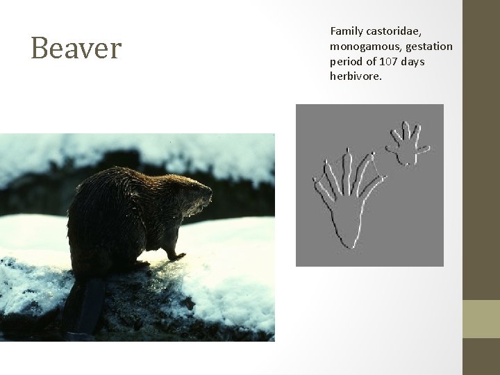 Beaver Family castoridae, monogamous, gestation period of 107 days herbivore. 