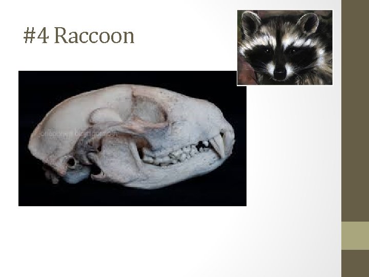 #4 Raccoon 