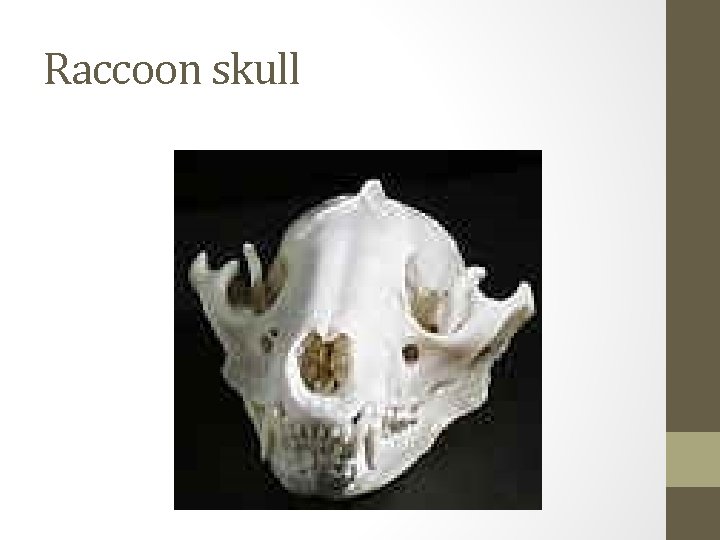 Raccoon skull 