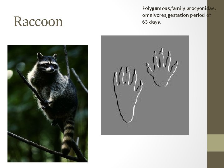 Raccoon Polygamous, family procyonidae, omnivores, gestation period of 63 days. 