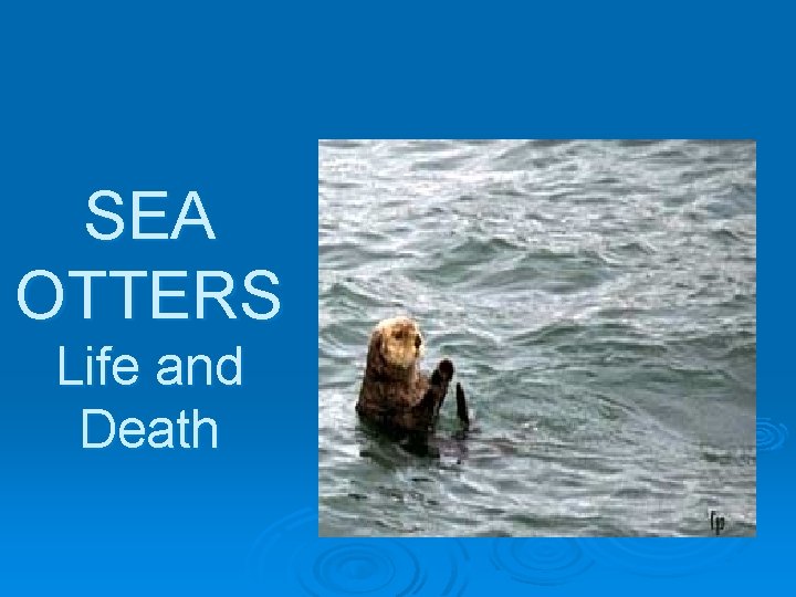 SEA OTTERS Life and Death 
