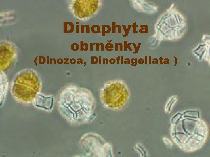 Dinophyta obrněnky (Dinozoa, Dinoflagellata ) 