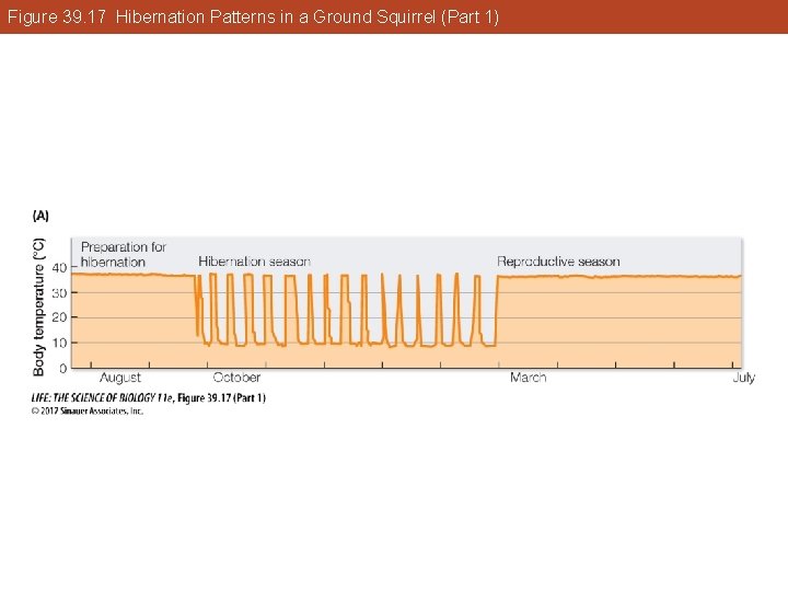 Figure 39. 17 Hibernation Patterns in a Ground Squirrel (Part 1) 