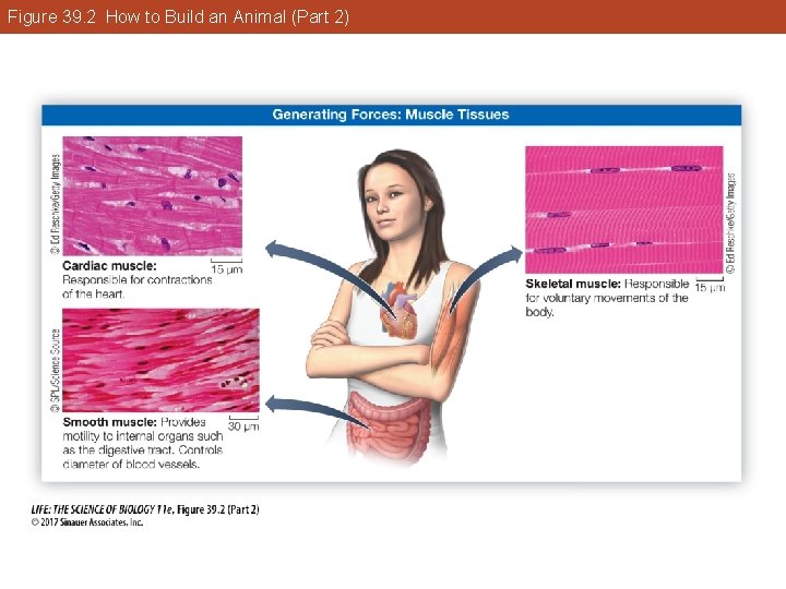 Figure 39. 2 How to Build an Animal (Part 2) 