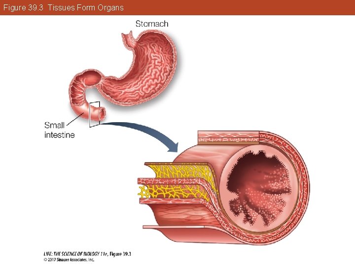 Figure 39. 3 Tissues Form Organs 