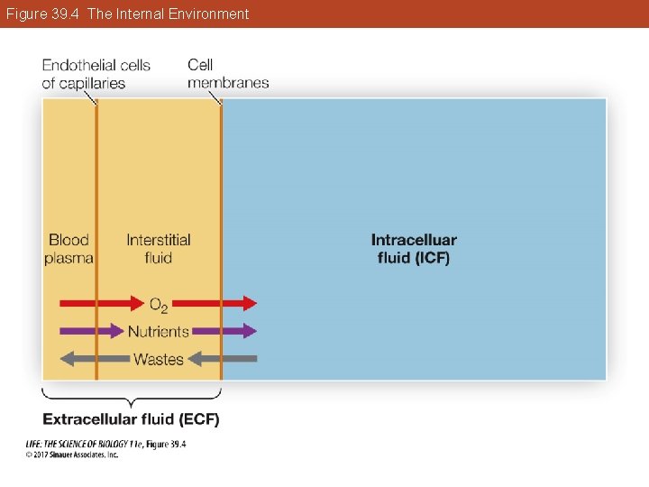 Figure 39. 4 The Internal Environment 