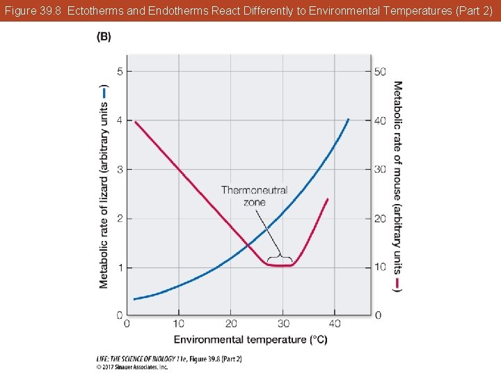 Figure 39. 8 Ectotherms and Endotherms React Differently to Environmental Temperatures (Part 2) 