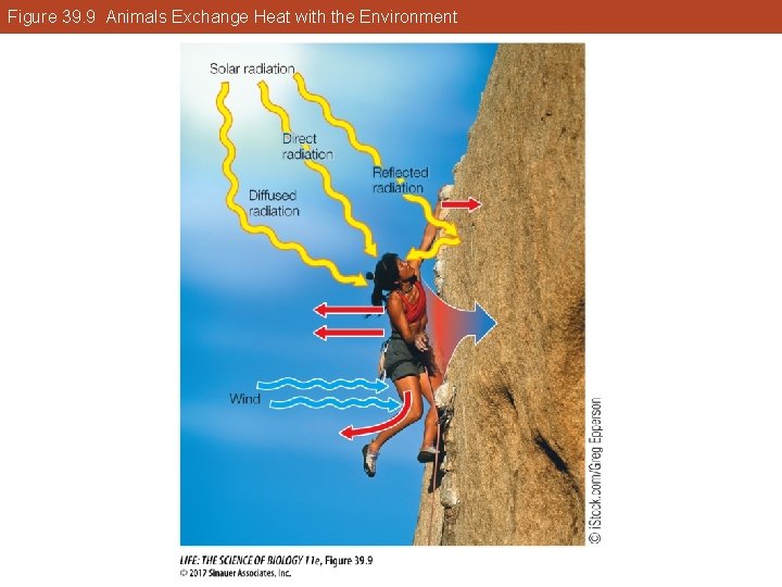 Figure 39. 9 Animals Exchange Heat with the Environment 