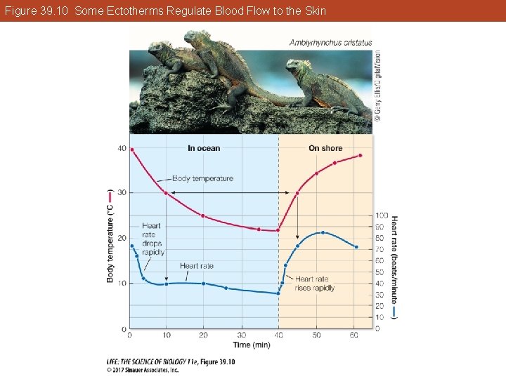 Figure 39. 10 Some Ectotherms Regulate Blood Flow to the Skin 