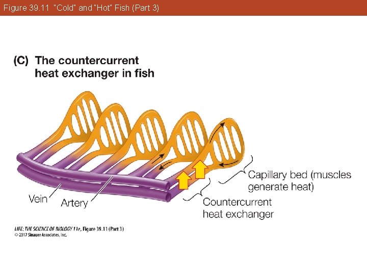 Figure 39. 11 “Cold” and “Hot” Fish (Part 3) 