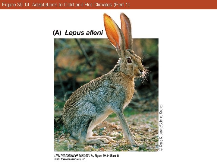 Figure 39. 14 Adaptations to Cold and Hot Climates (Part 1) 