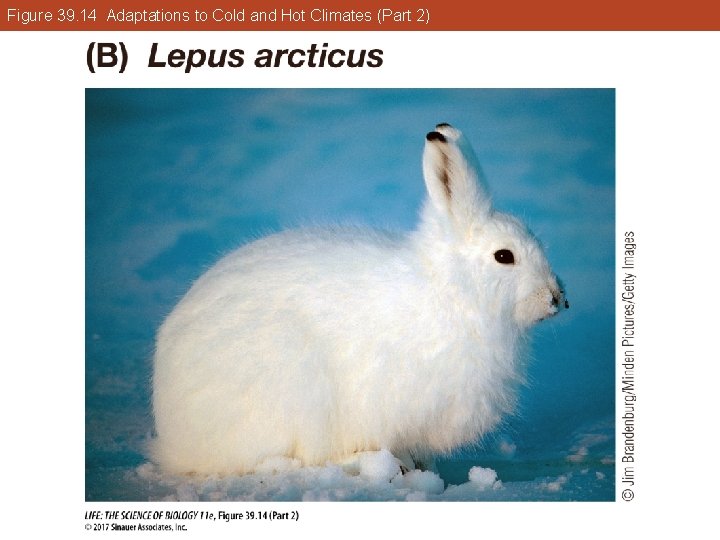 Figure 39. 14 Adaptations to Cold and Hot Climates (Part 2) 