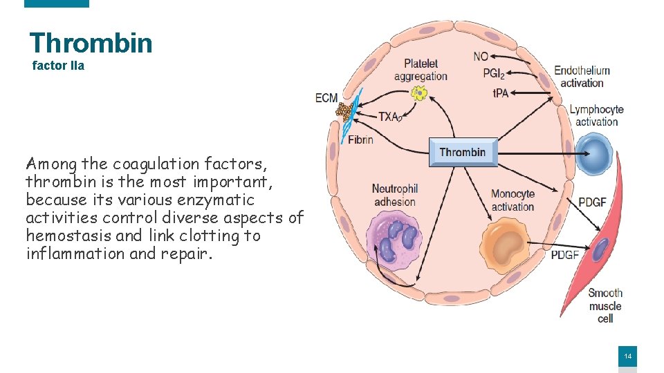 Thrombin factor IIa Among the coagulation factors, thrombin is the most important, because its