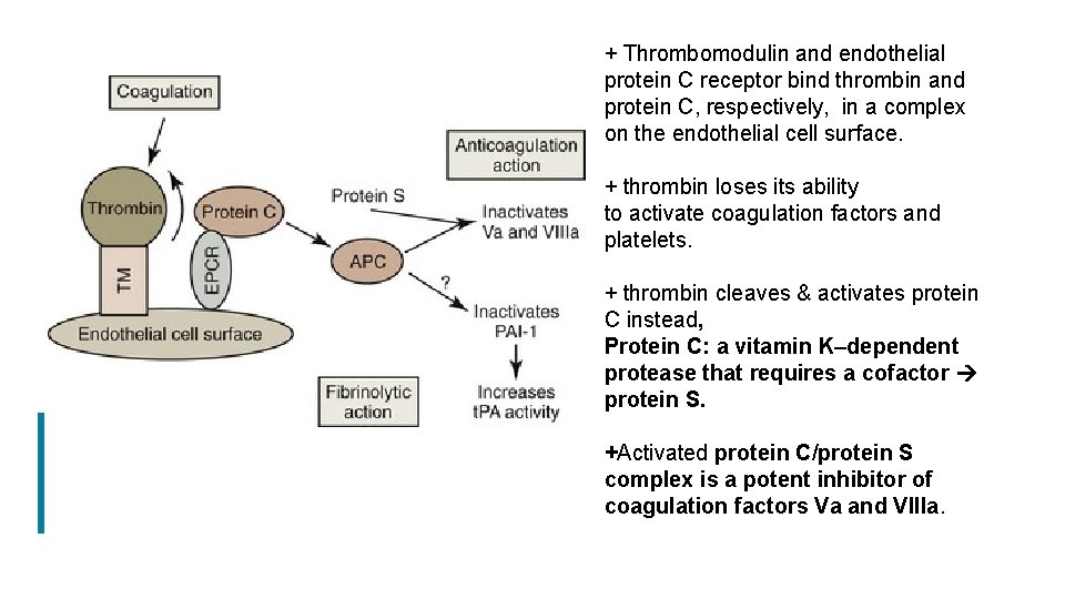 + Thrombomodulin and endothelial protein C receptor bind thrombin and protein C, respectively, in