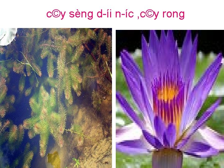 c©y sèng d íi n íc , c©y rong 