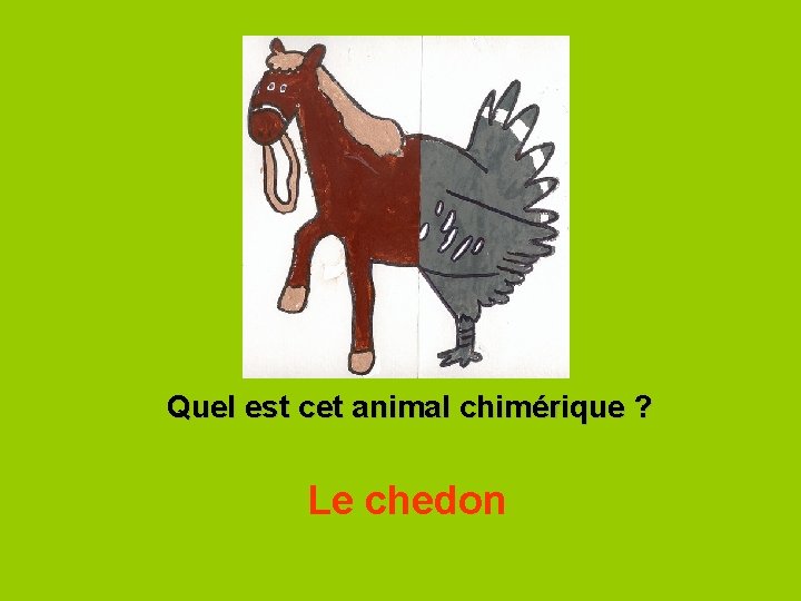 Quel est cet animal chimérique ? Le chedon 