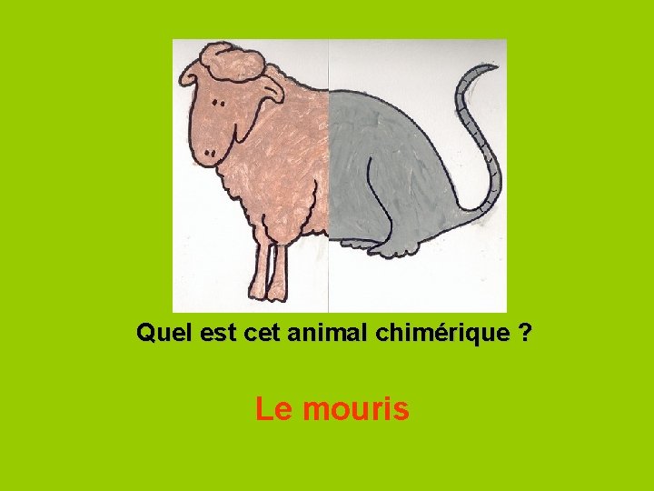 Quel est cet animal chimérique ? Le mouris 
