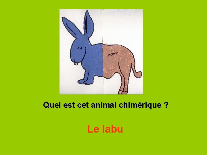 Quel est cet animal chimérique ? Le labu 