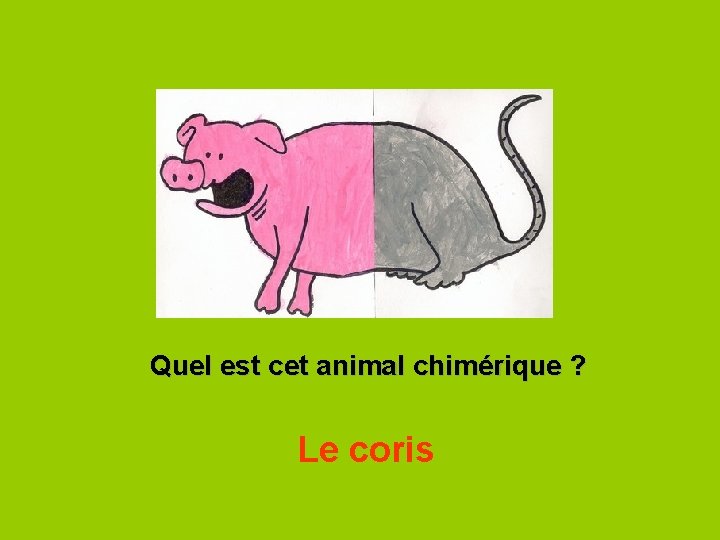 Quel est cet animal chimérique ? Le coris 