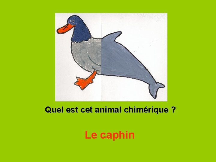 Quel est cet animal chimérique ? Le caphin 