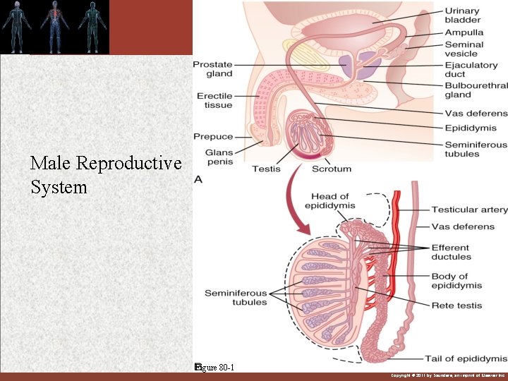 Male Reproductive System Figure 80 -1 Copyright © 2011 by Saunders, an imprint of