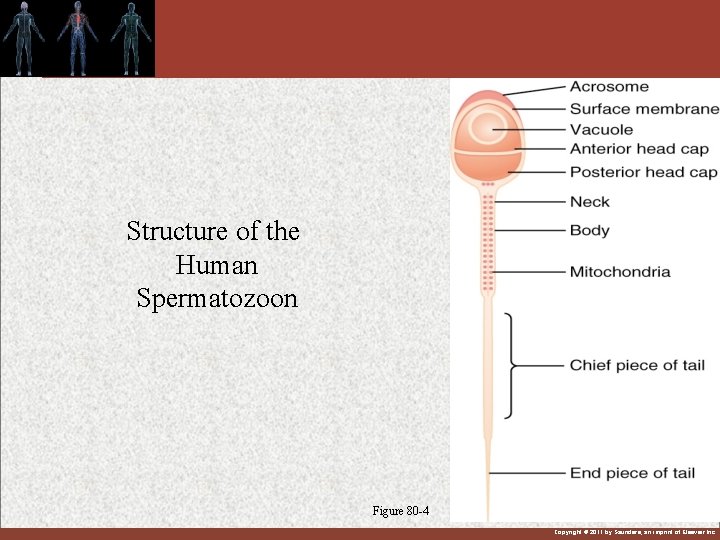 Structure of the Human Spermatozoon Figure 80 -4 Copyright © 2011 by Saunders, an