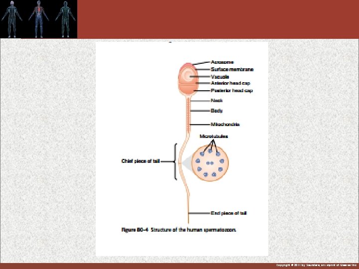 Copyright © 2011 by Saunders, an imprint of Elsevier Inc. 