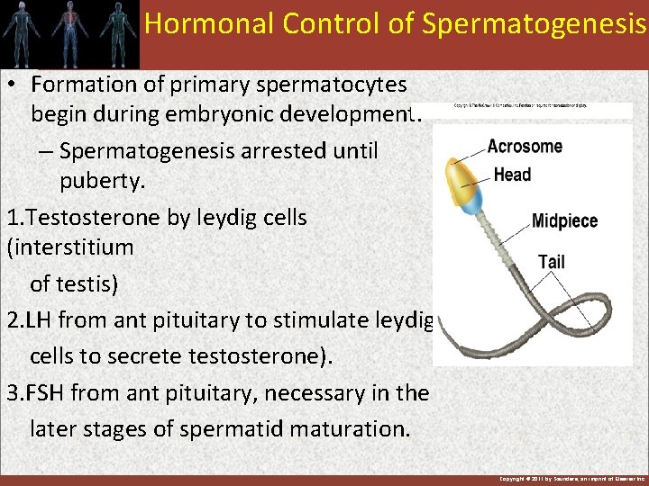 Hormonal Control of Spermatogenesis • Formation of primary spermatocytes begin during embryonic development. –