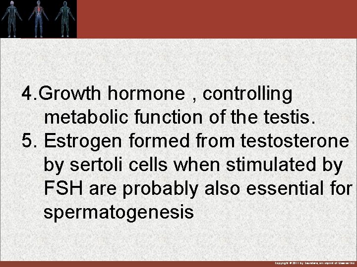 4. Growth hormone , controlling metabolic function of the testis. 5. Estrogen formed from