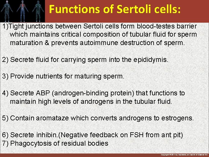 Functions of Sertoli cells: 1)Tight junctions between Sertoli cells form blood-testes barrier which maintains
