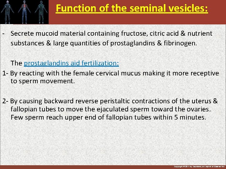 Function of the seminal vesicles: - Secrete mucoid material containing fructose, citric acid &
