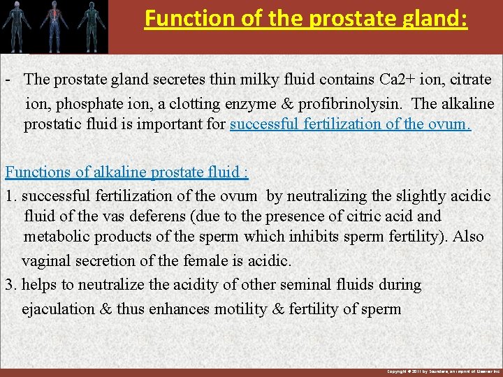 Function of the prostate gland: - The prostate gland secretes thin milky fluid contains