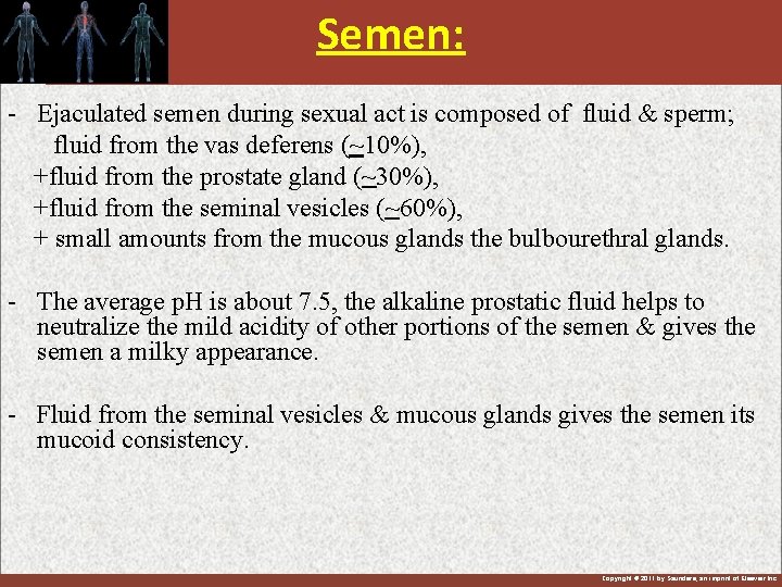 Semen: - Ejaculated semen during sexual act is composed of fluid & sperm; fluid