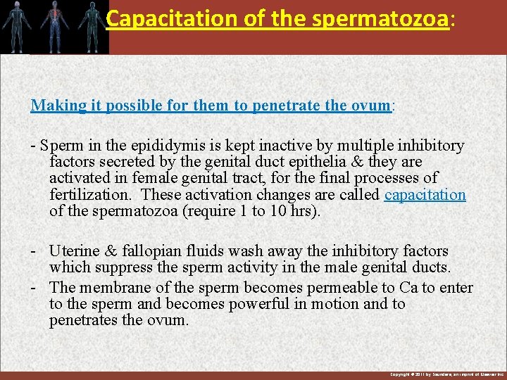 Capacitation of the spermatozoa: Making it possible for them to penetrate the ovum: -