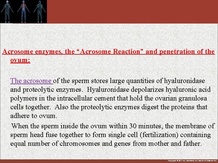 Acrosome enzymes, the “Acrosome Reaction” and penetration of the ovum: The acrosome of the