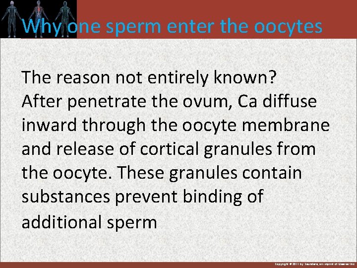 Why one sperm enter the oocytes The reason not entirely known? After penetrate the