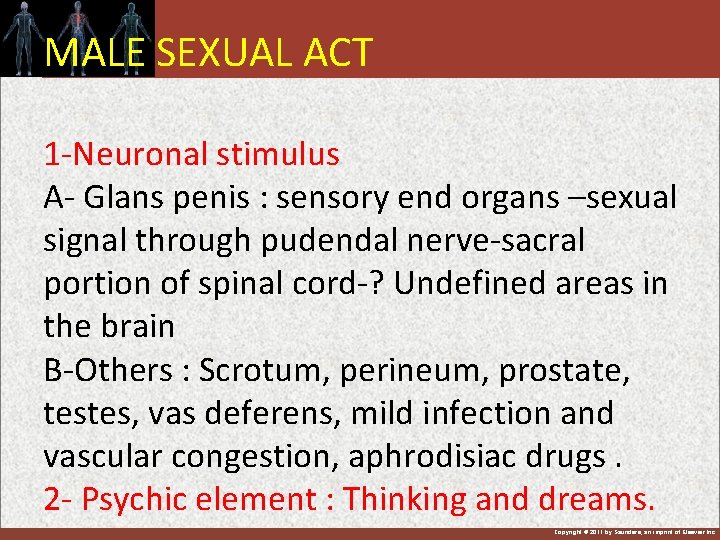 MALE SEXUAL ACT 1 -Neuronal stimulus A- Glans penis : sensory end organs –sexual