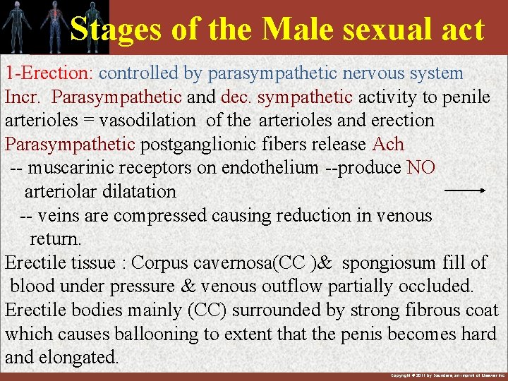 Stages of the Male sexual act 1 -Erection: controlled by parasympathetic nervous system Incr.