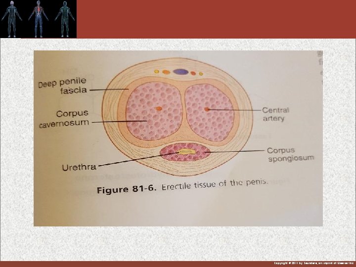 Copyright © 2011 by Saunders, an imprint of Elsevier Inc. 
