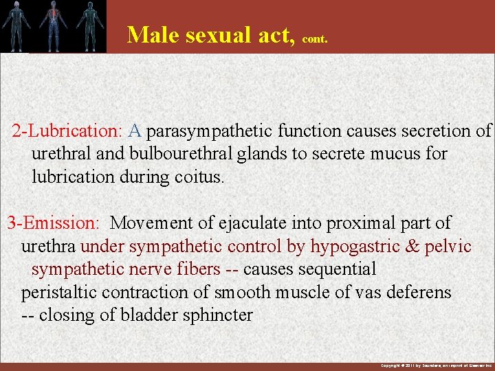 Male sexual act, cont. 2 -Lubrication: A parasympathetic function causes secretion of urethral and
