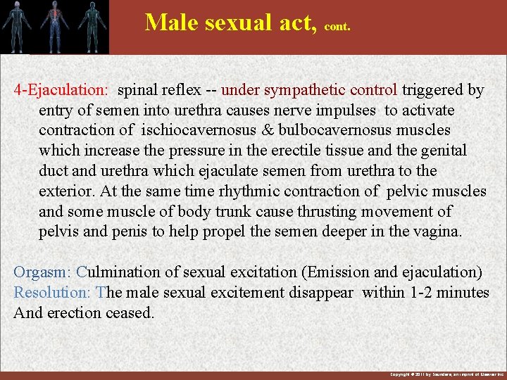 Male sexual act, cont. 4 -Ejaculation: spinal reflex -- under sympathetic control triggered by