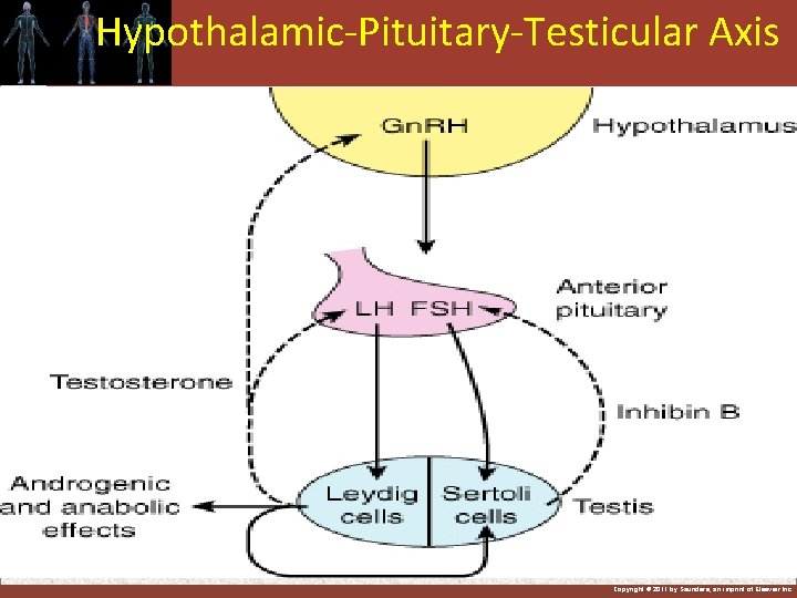 Hypothalamic-Pituitary-Testicular Axis Copyright © 2011 by Saunders, an imprint of Elsevier Inc. 