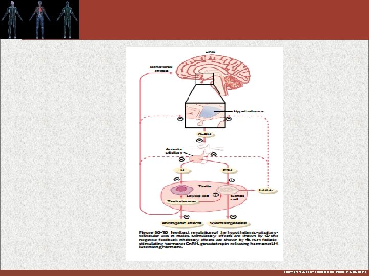 Copyright © 2011 by Saunders, an imprint of Elsevier Inc. 
