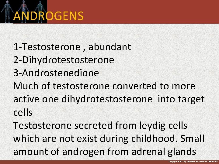 ANDROGENS 1 -Testosterone , abundant 2 -Dihydrotestosterone 3 -Androstenedione Much of testosterone converted to