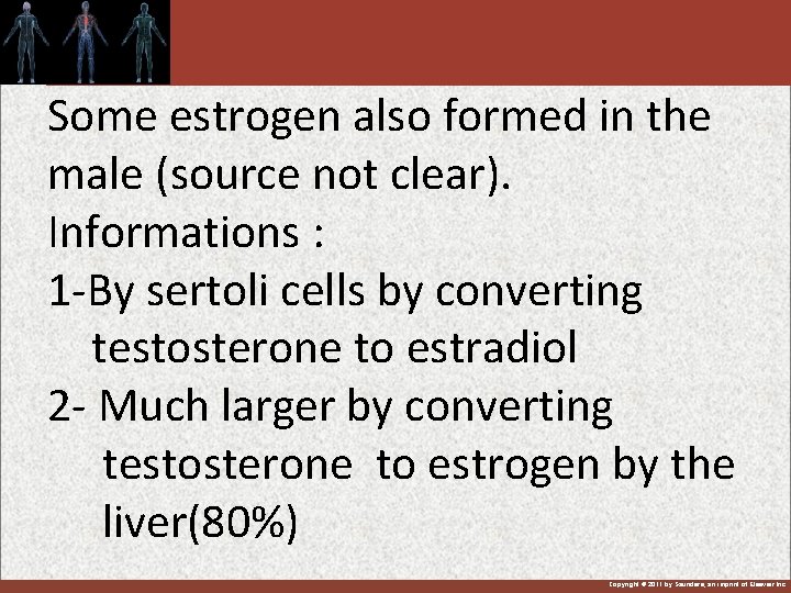 Some estrogen also formed in the male (source not clear). Informations : 1 -By